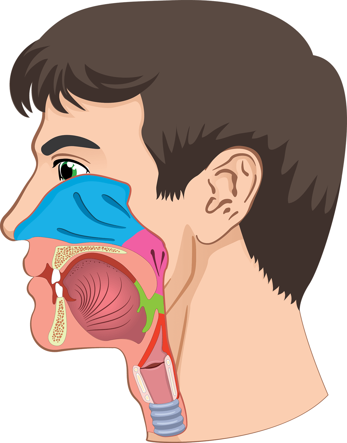 Head and Neck Cancers